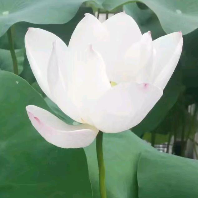 l.g .mimbkimmikyydjj