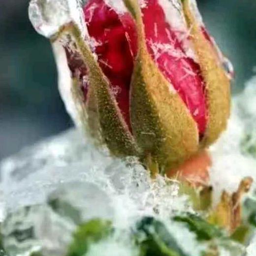 浪子摧花