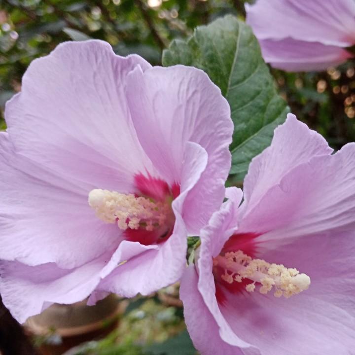 风格