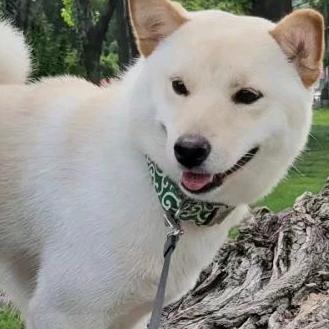 美根儿是个柴犬