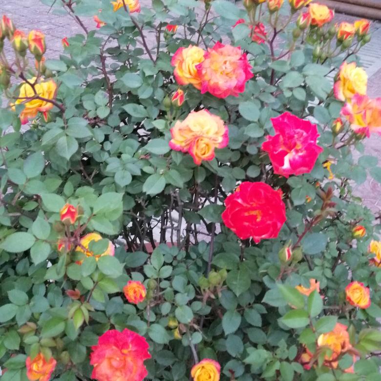 花儿养颜