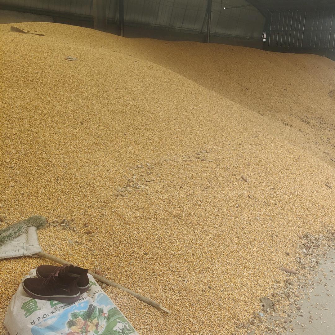 刘伟粮食收购点