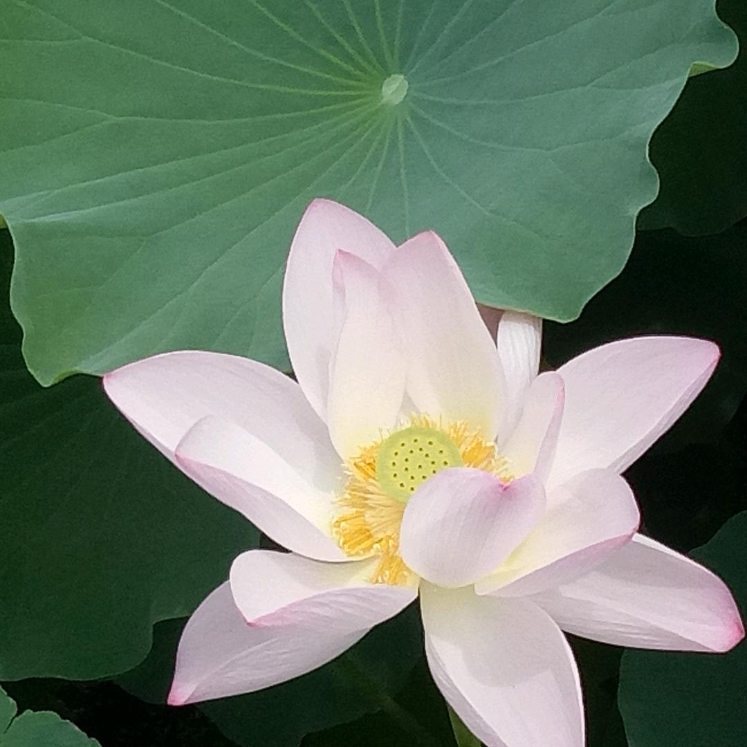 玫瑰花
