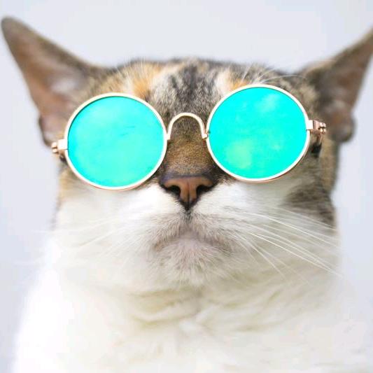 猫咪推荐官