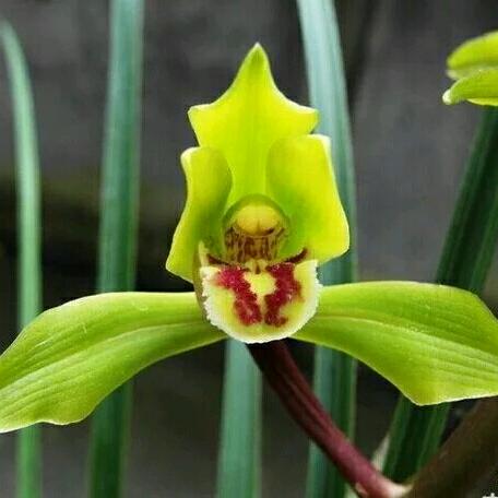 班草
