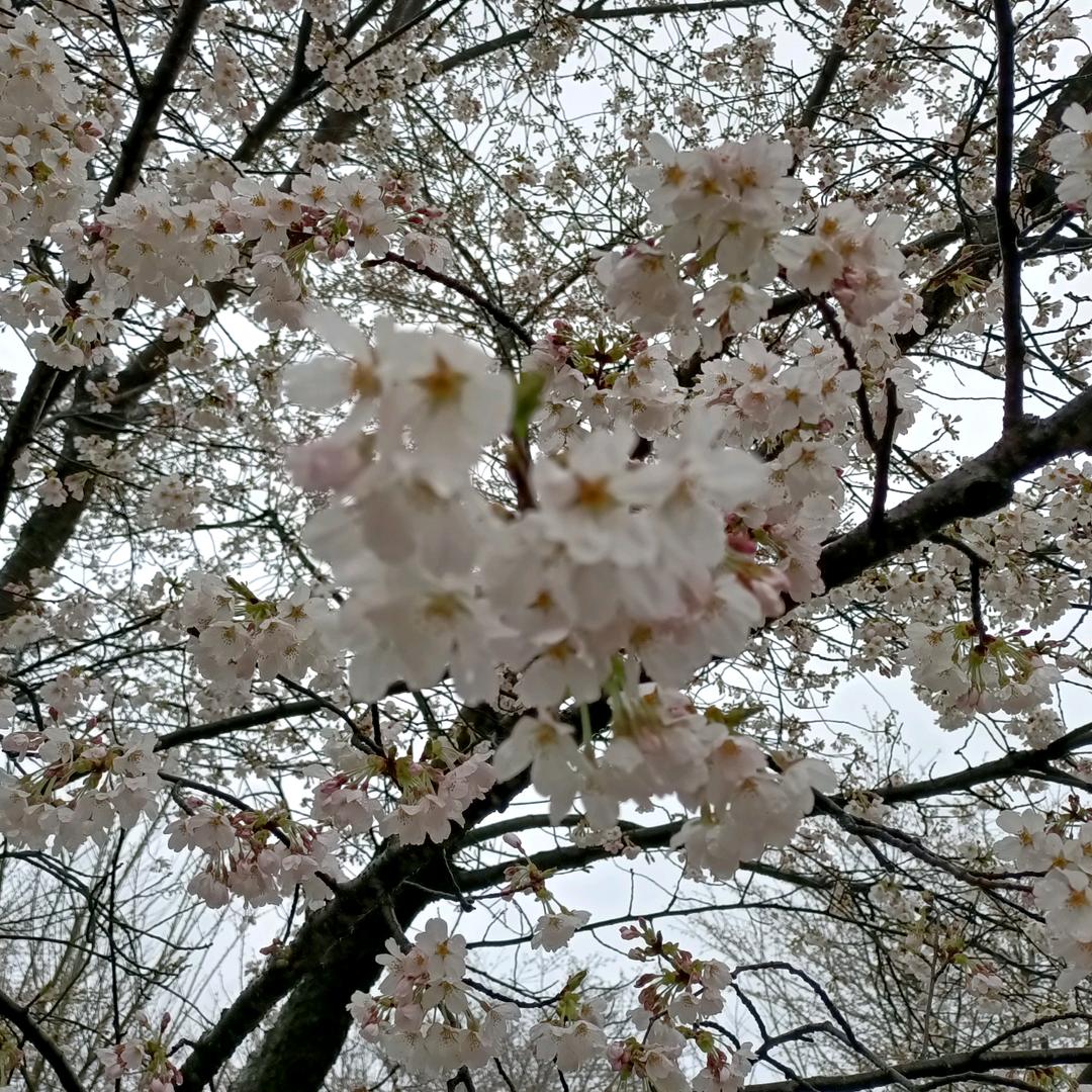 扬表锅