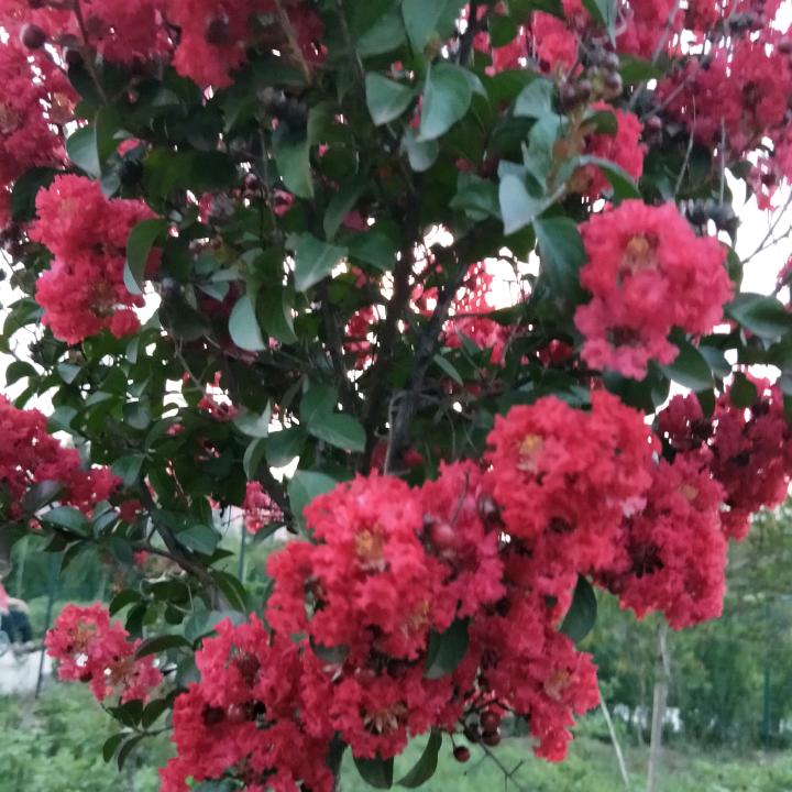 淡定（拒连赞，拒私聊）