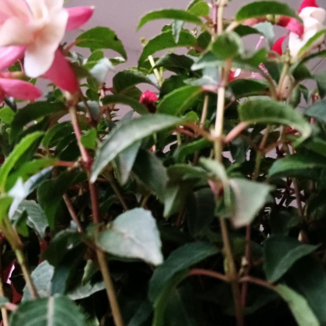 生活在继续