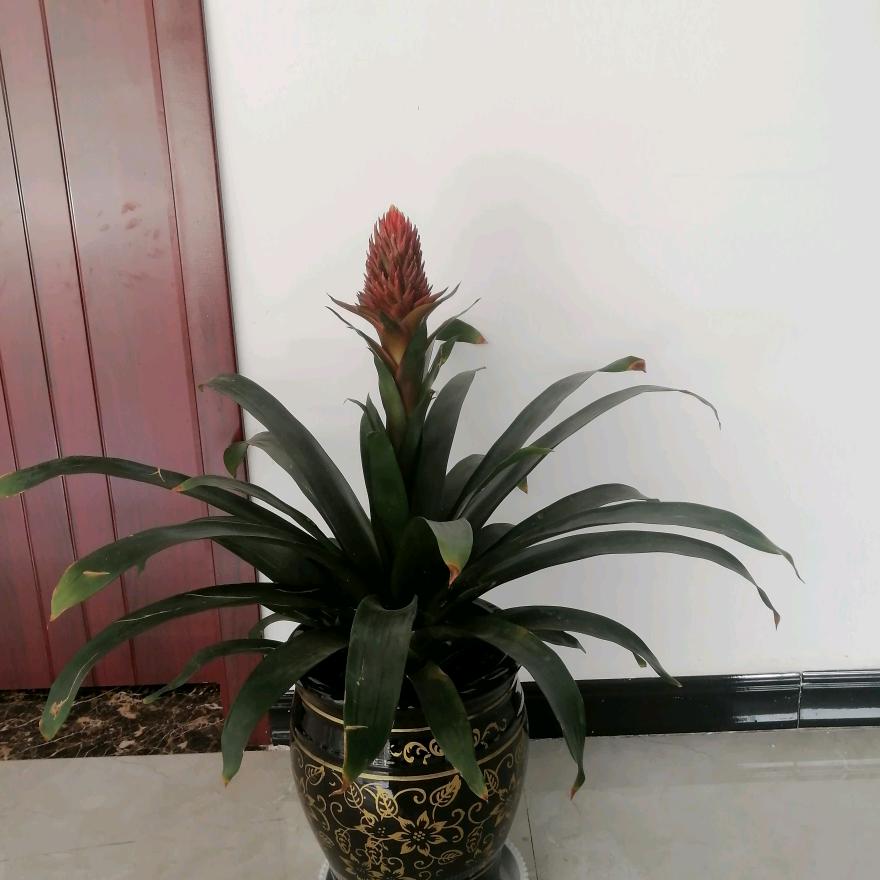 在思念远方的你（锅炉碗筷帐篷出租）带厨师