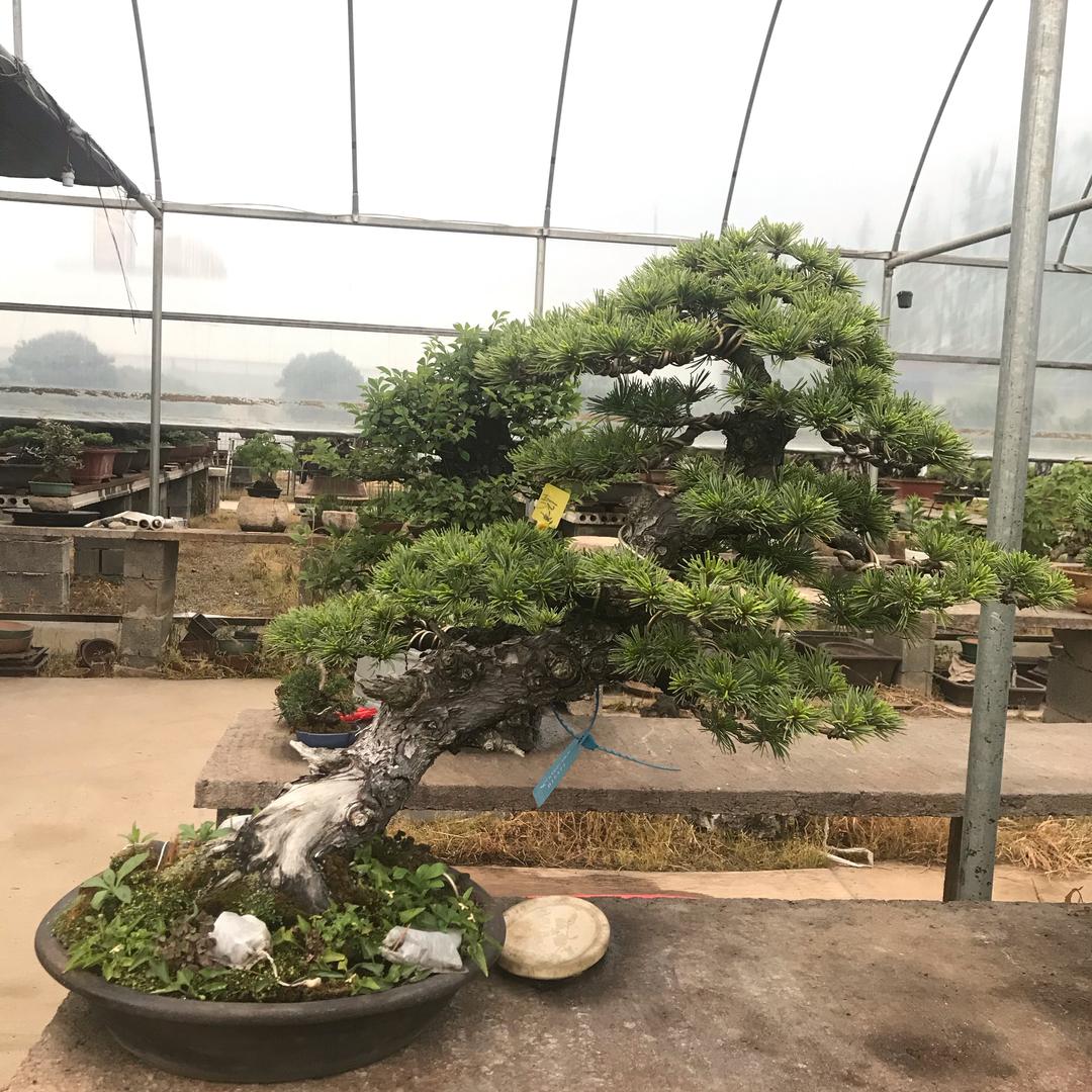 紫光盆景
