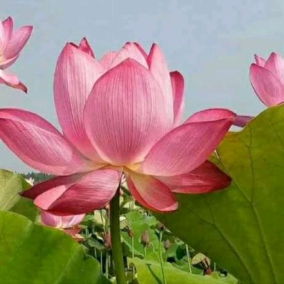 荷花