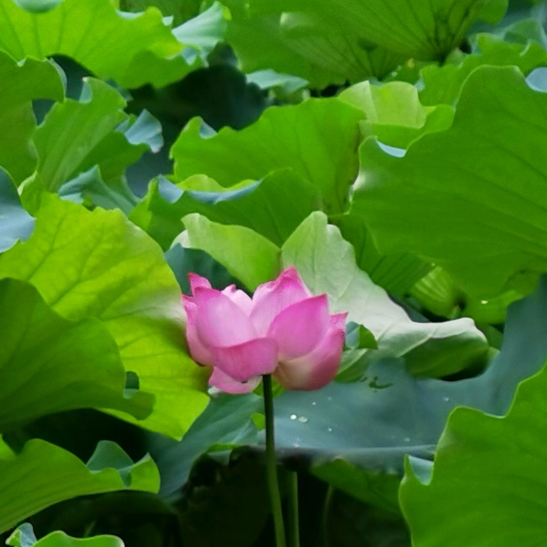 美玲姐