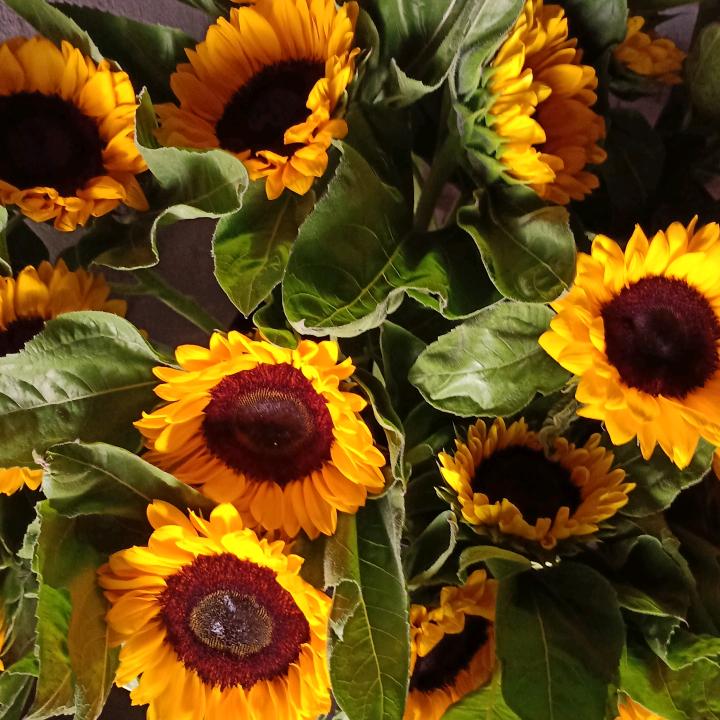 用户我是一个农民