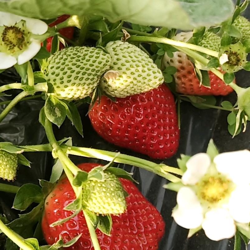 亓氏牛奶草莓采摘园