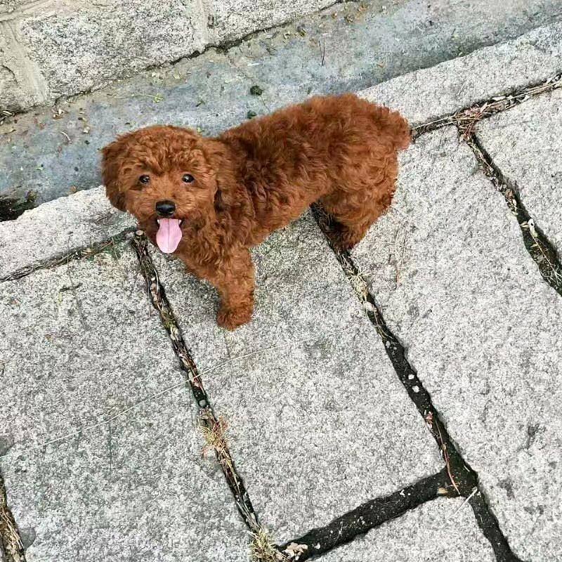 喜欢猪笼草的舞空灵道头像