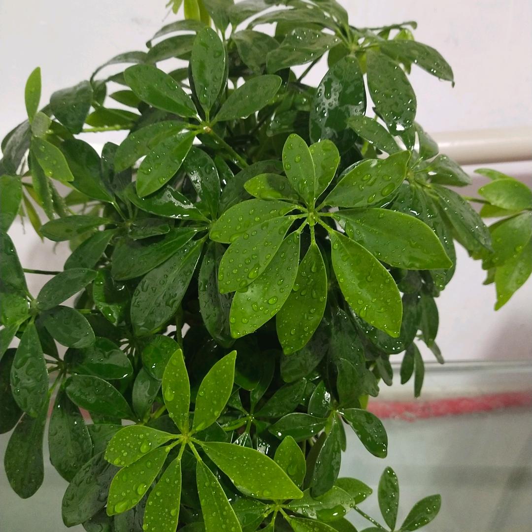 花蕾之秋