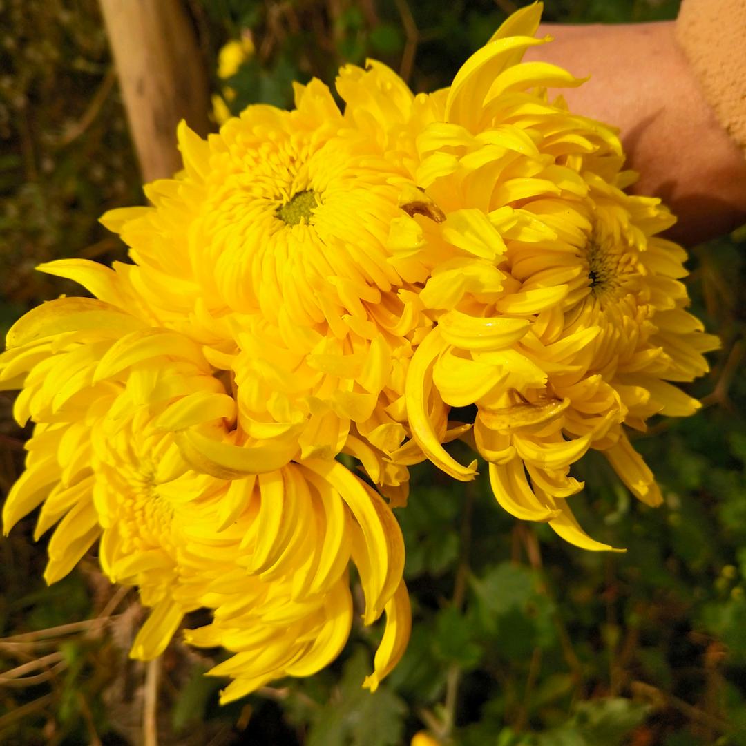 小范吖