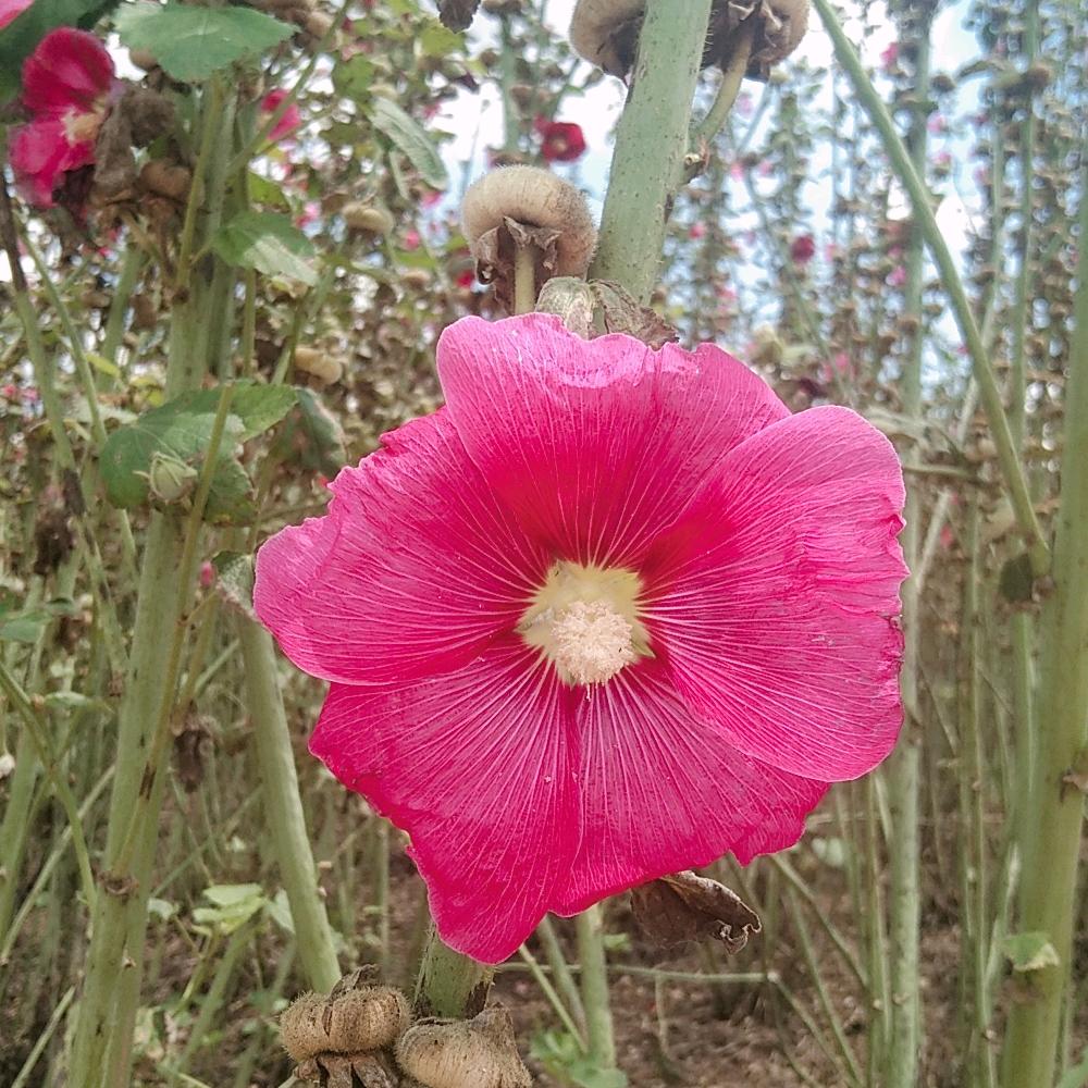 吕秀芹