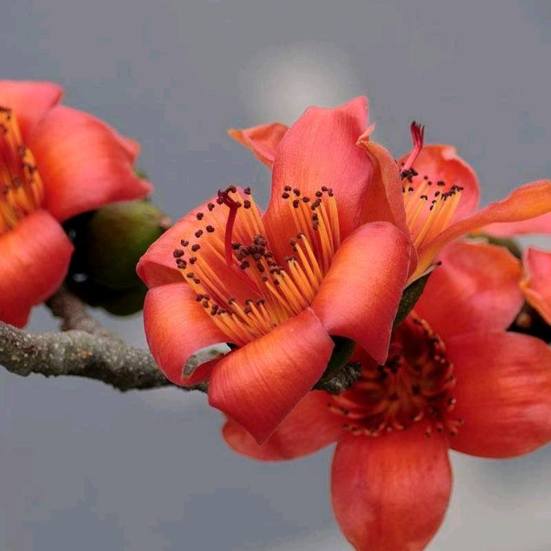 木棉花