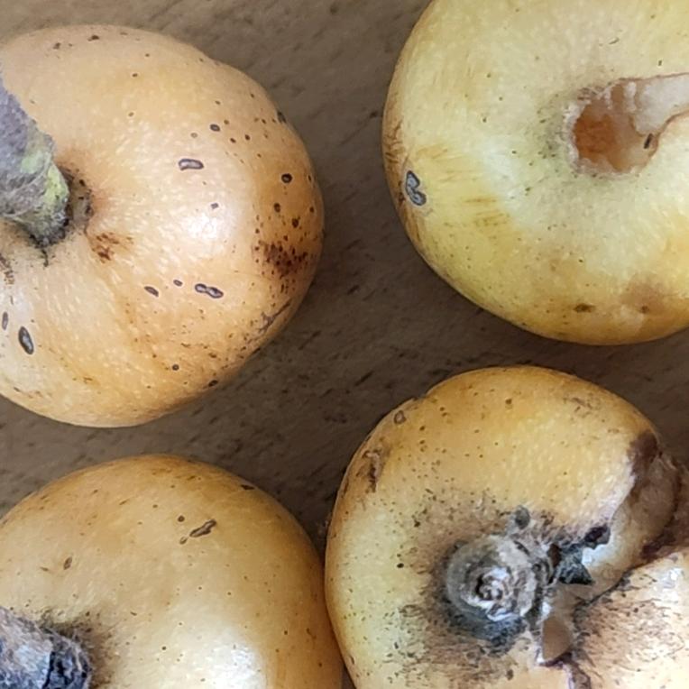 莲花井何氏宗亲3325807126284