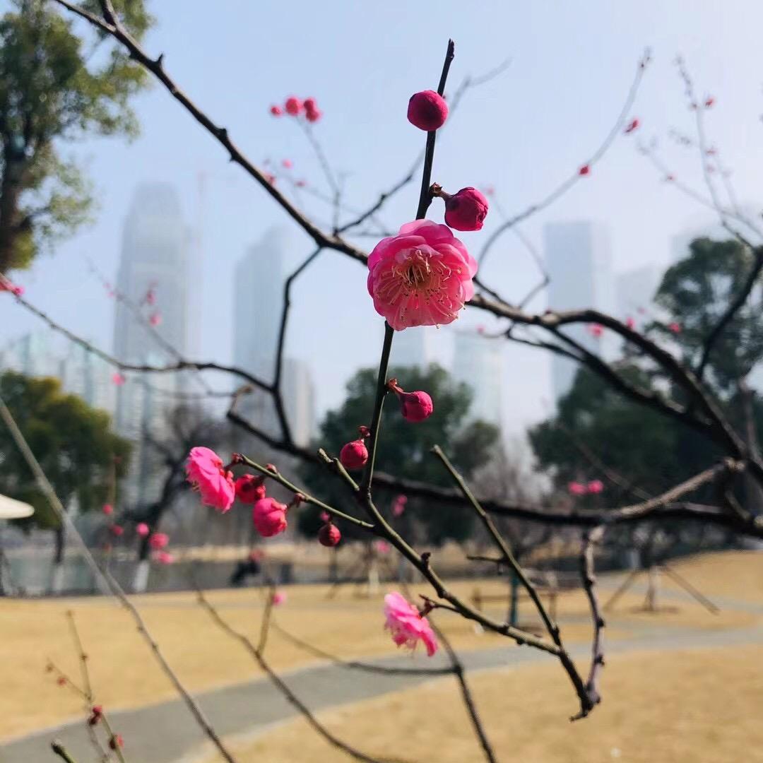 大漠胡杨