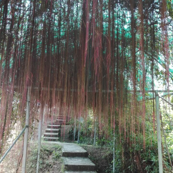 周良梅1205