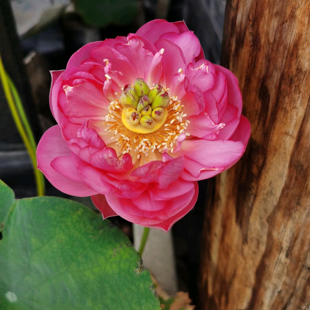 冰榴花