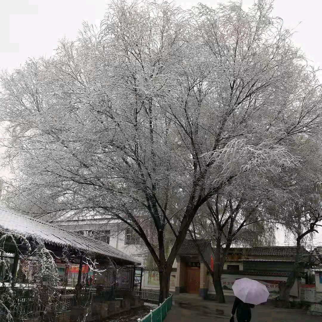 玫瑰