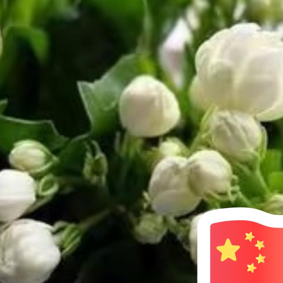 李叶