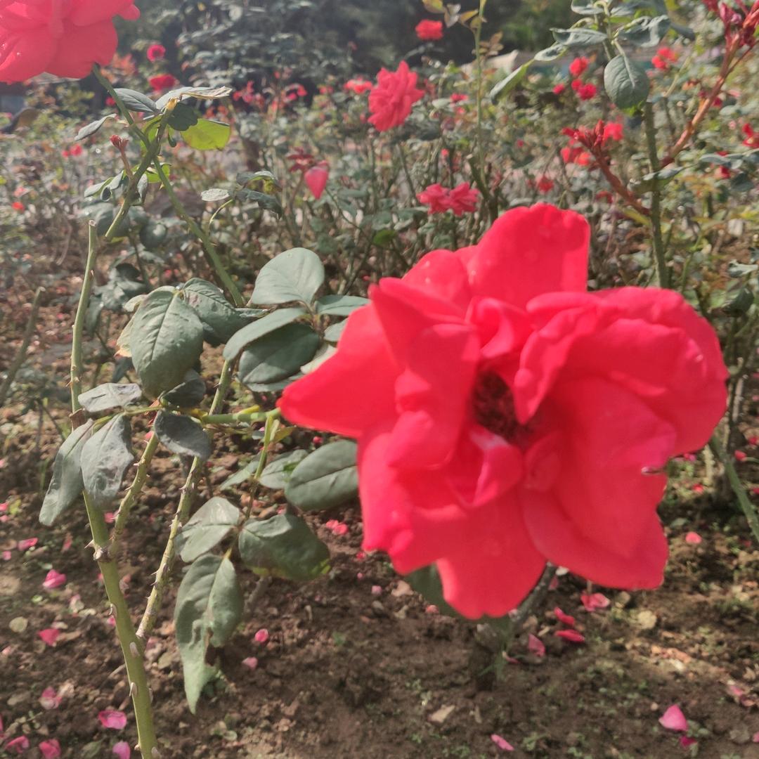 谷醑（xǔ）淳酿酒营销号