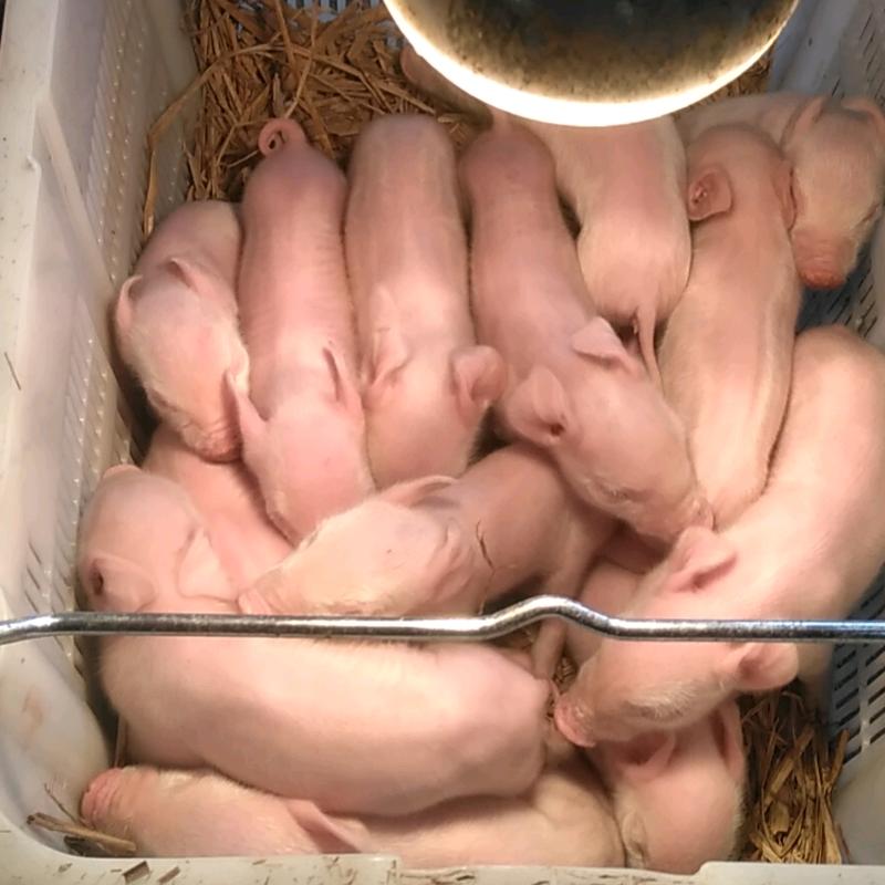 志发养殖
