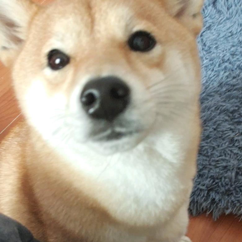 老刘爱养鸡