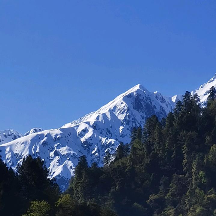红豆