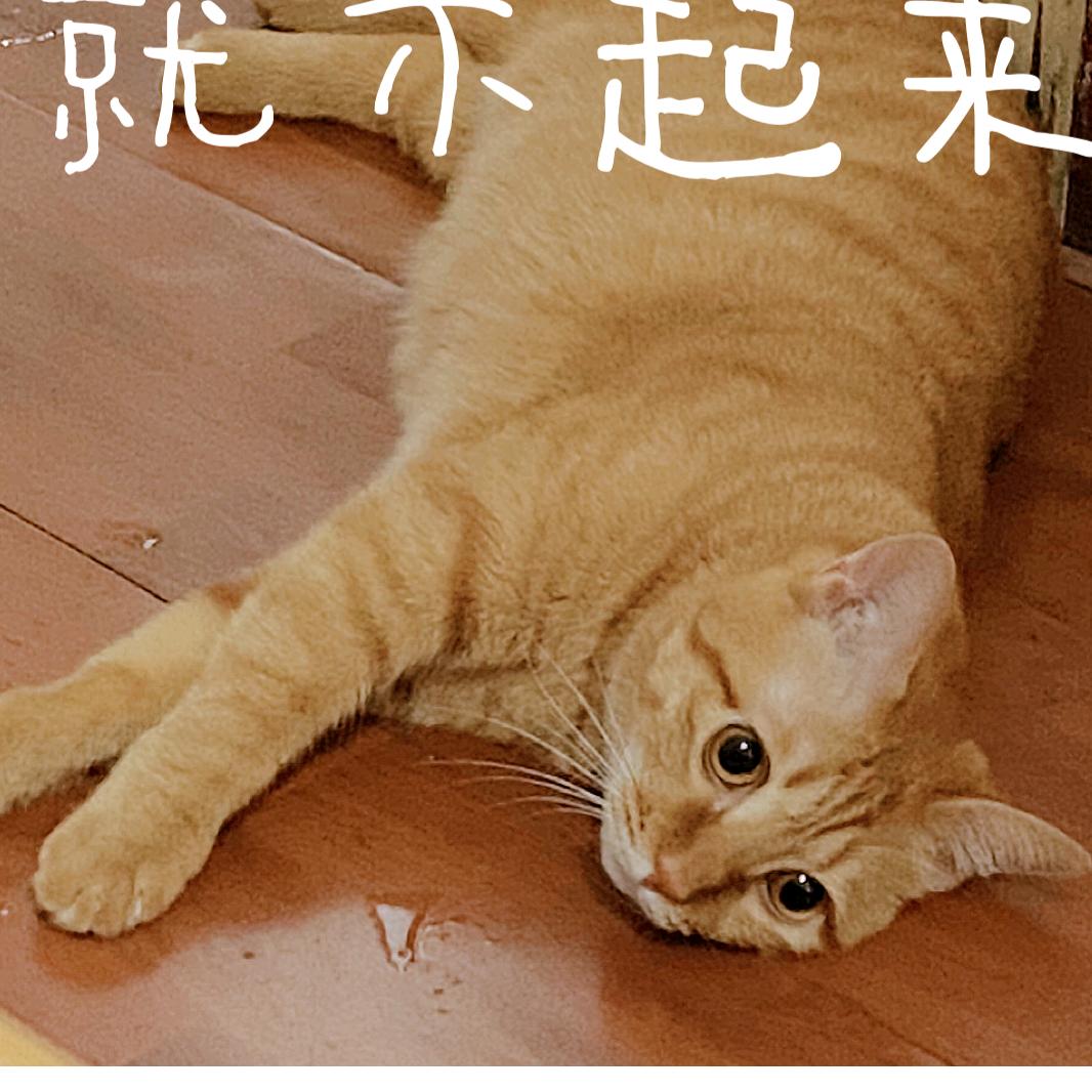 吃番茄酱的薯条