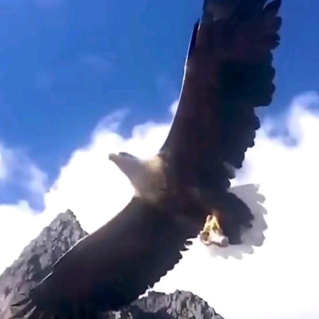 用户，蓝天雄鹰