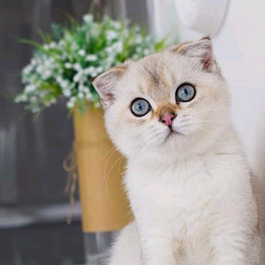 小颖
