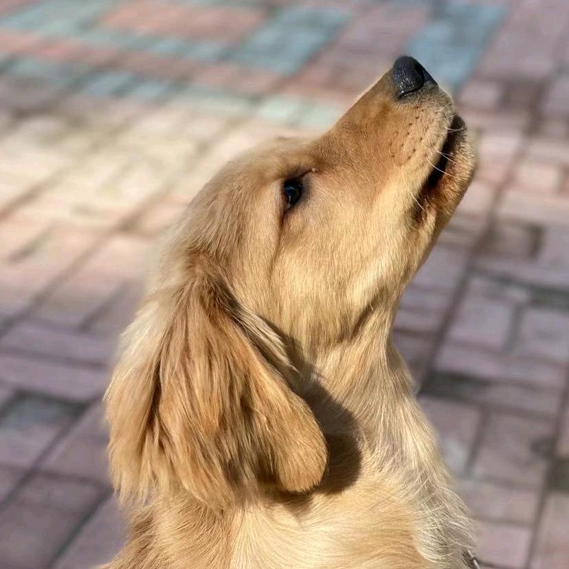 顺拐小ki