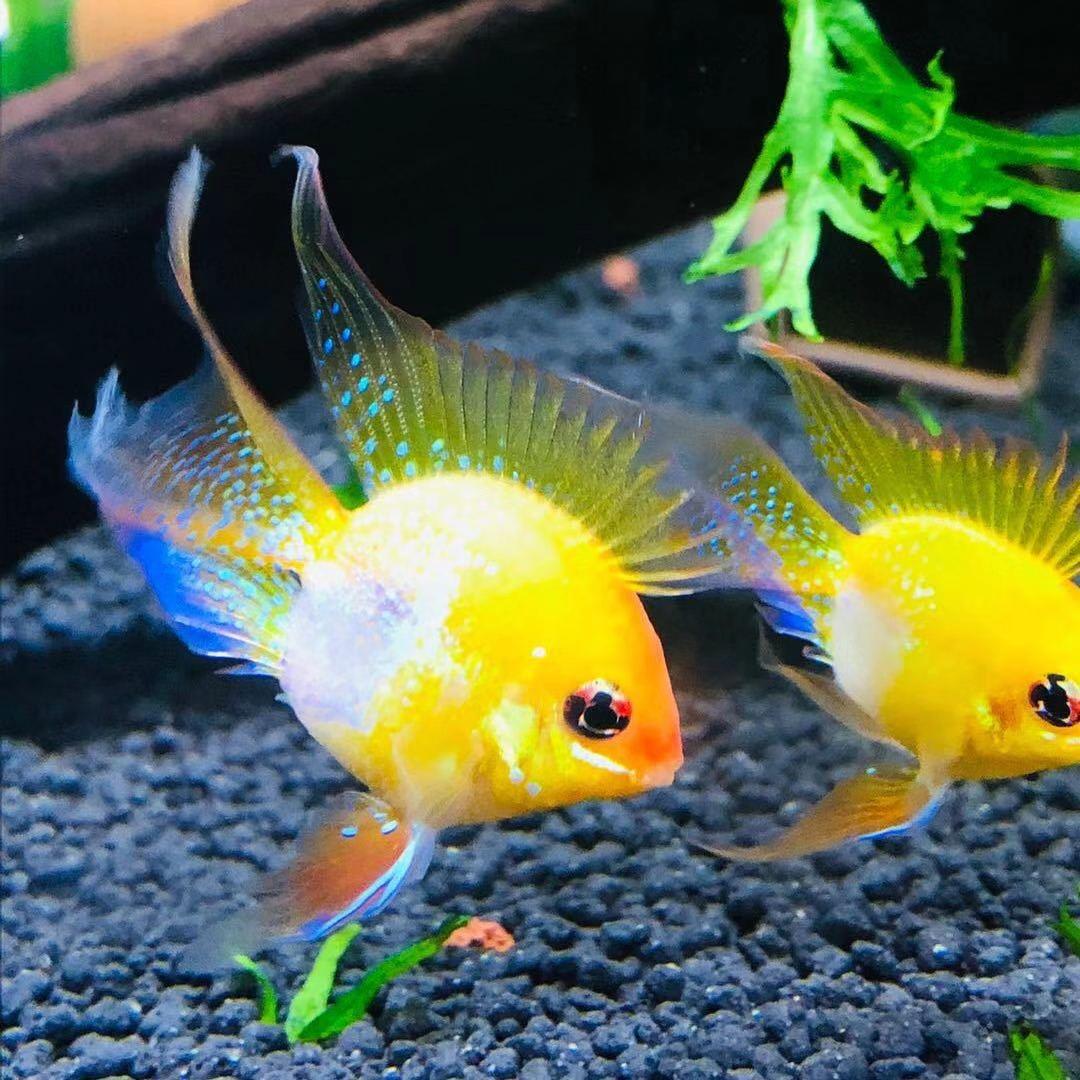 不会养鱼🐟