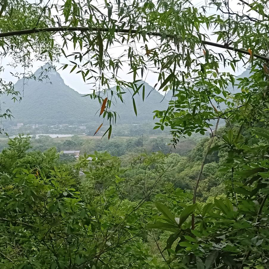 开心果