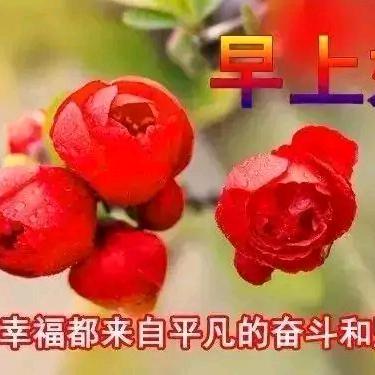 芝兰并茂