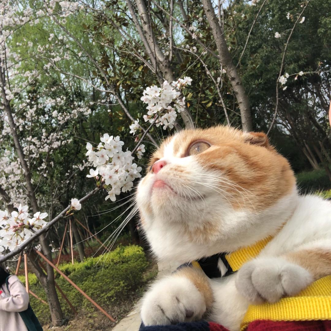 麻醉猫-助眠声控哄睡
