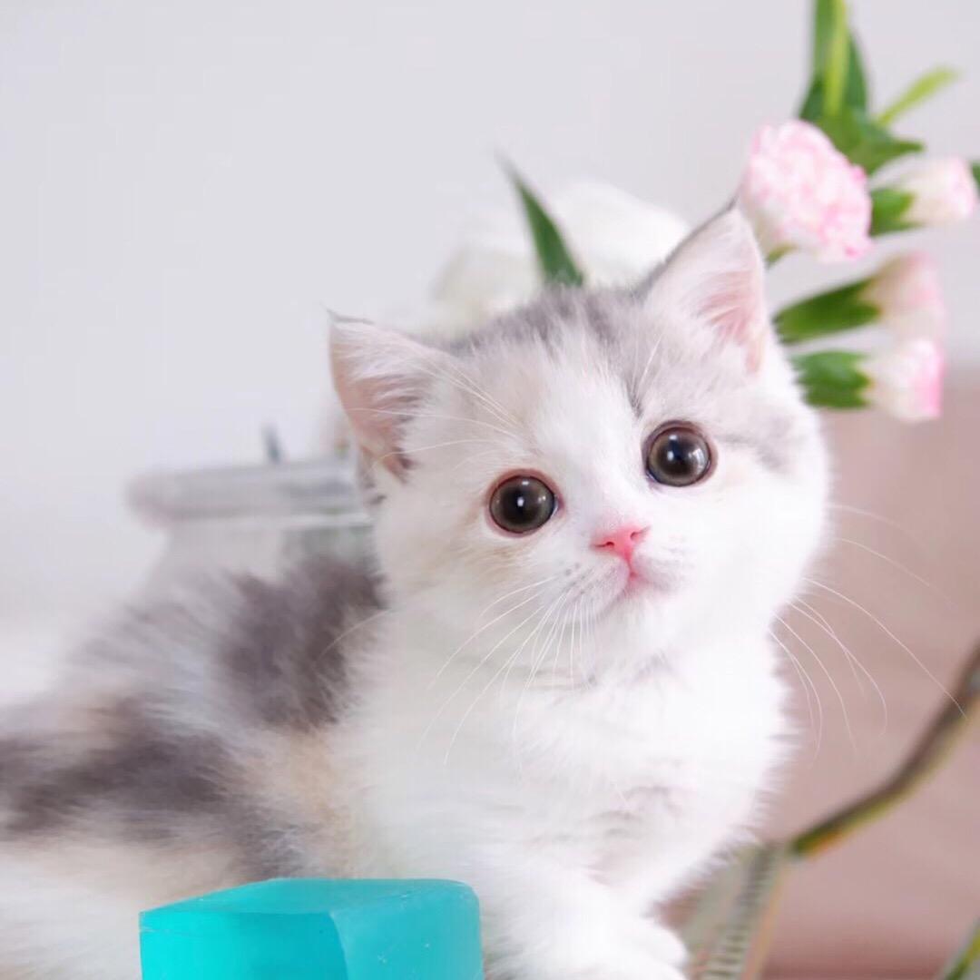 每天嘟开心