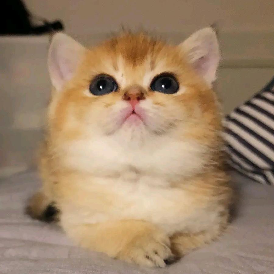 卡洛说剧
