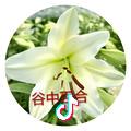 谷中百合