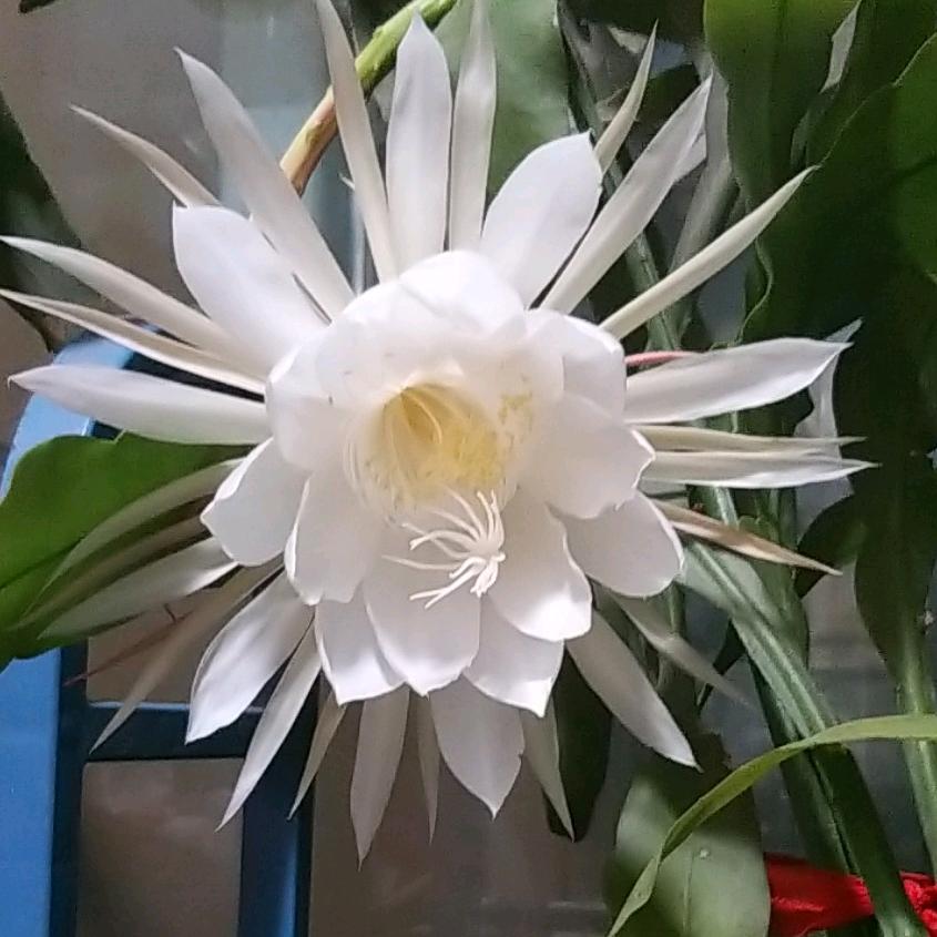 月光