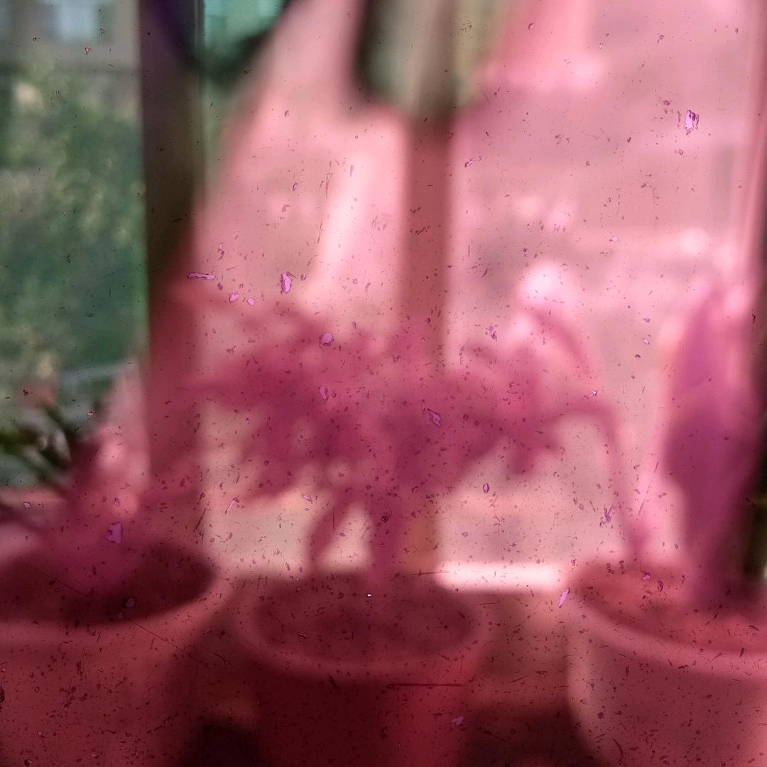 陈兔英