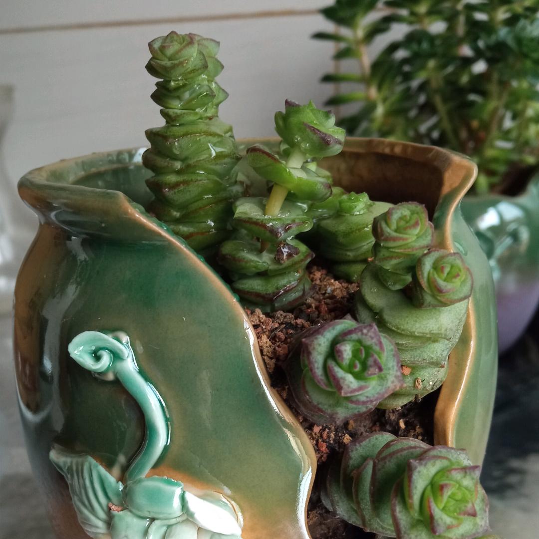 芭蕉叶
