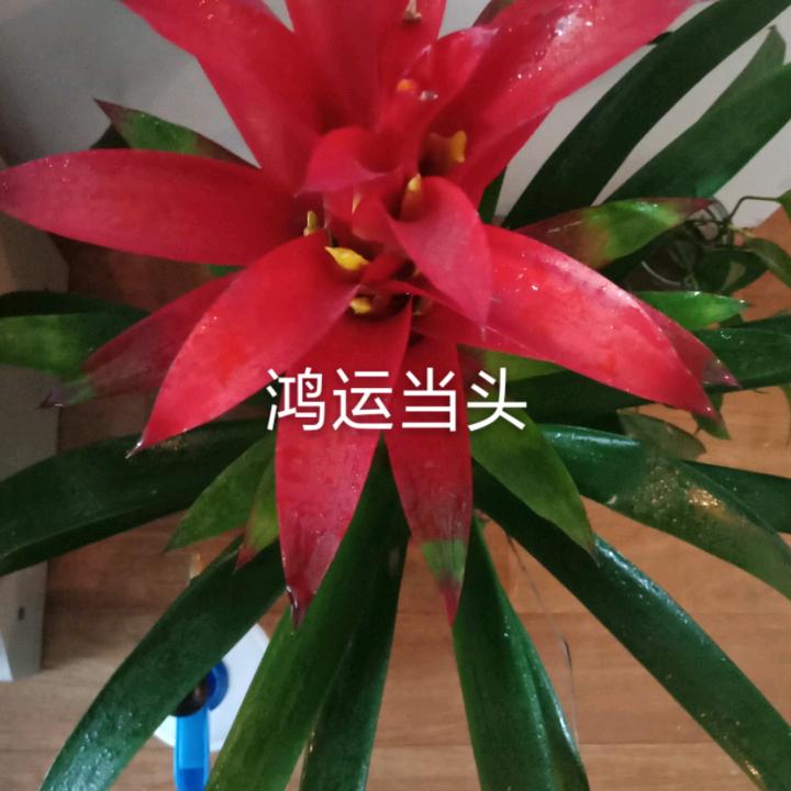 百度鸿运当头