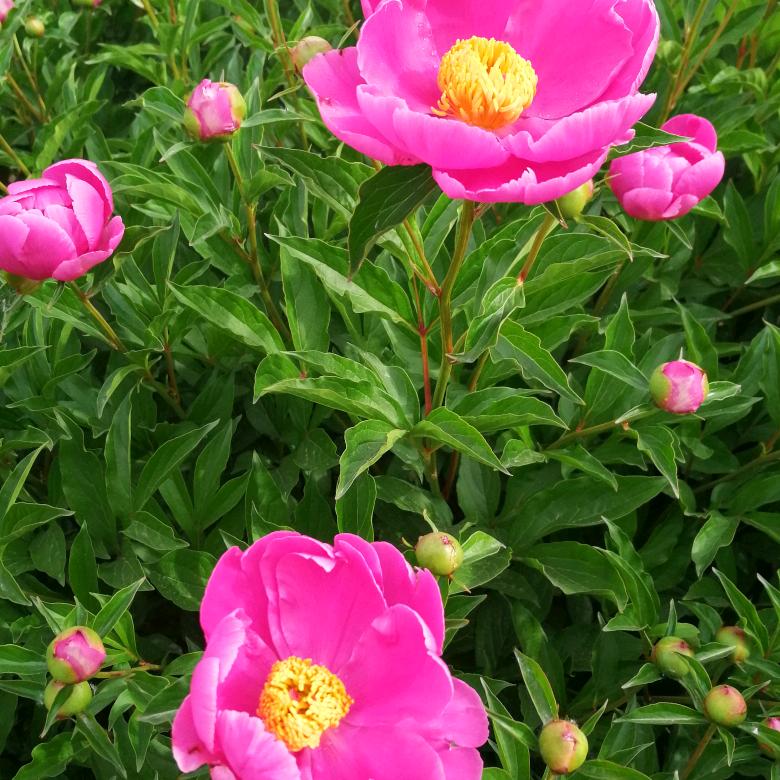 丹州芙蓉