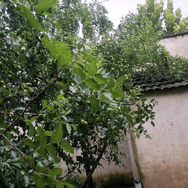李倾